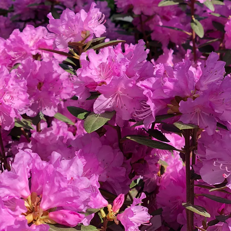 rhododendron-pjm-elite Rhododendron PJM Elite