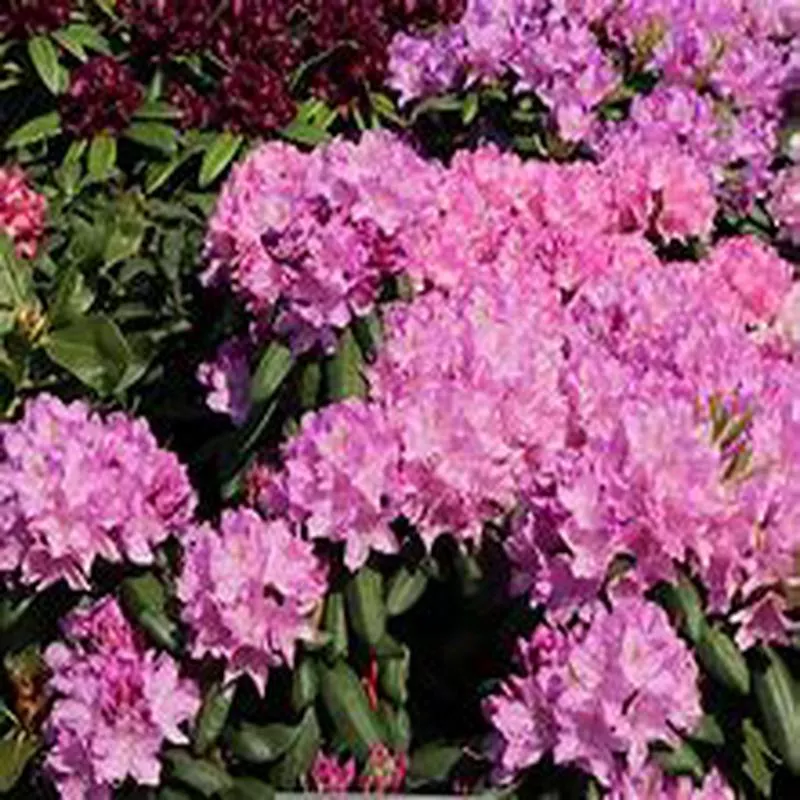 rhododendron-roseum-elegans Rhododendron Roseum Elegans
