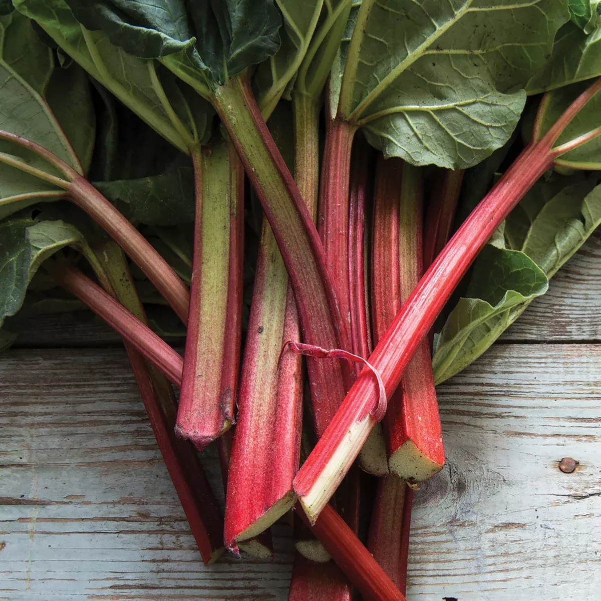 rhubarb-victoria Rhubarb 'Victoria'