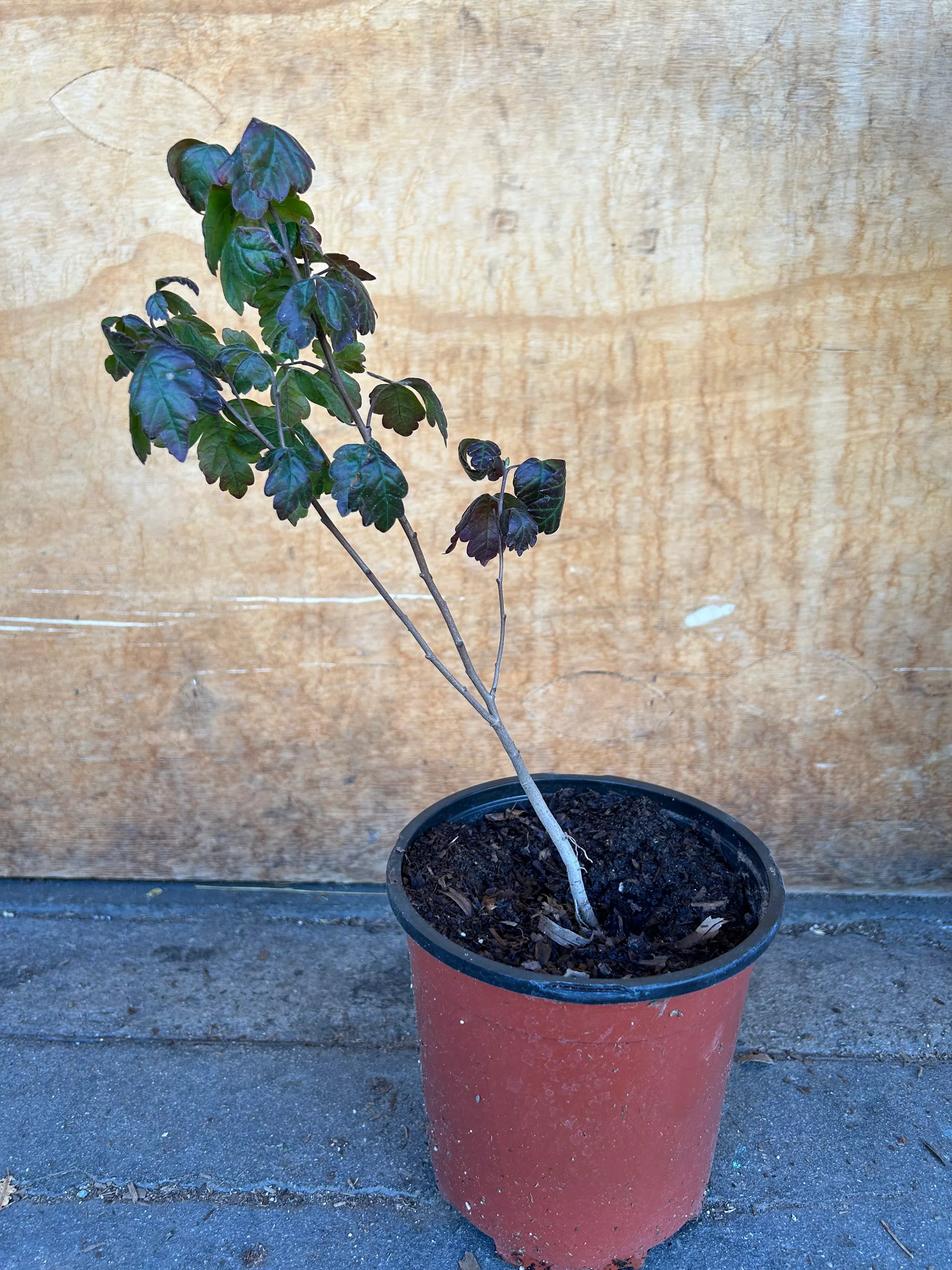 rhus-aromatica-fragrant-sumac Rhus aromatica Fragrant Sumac