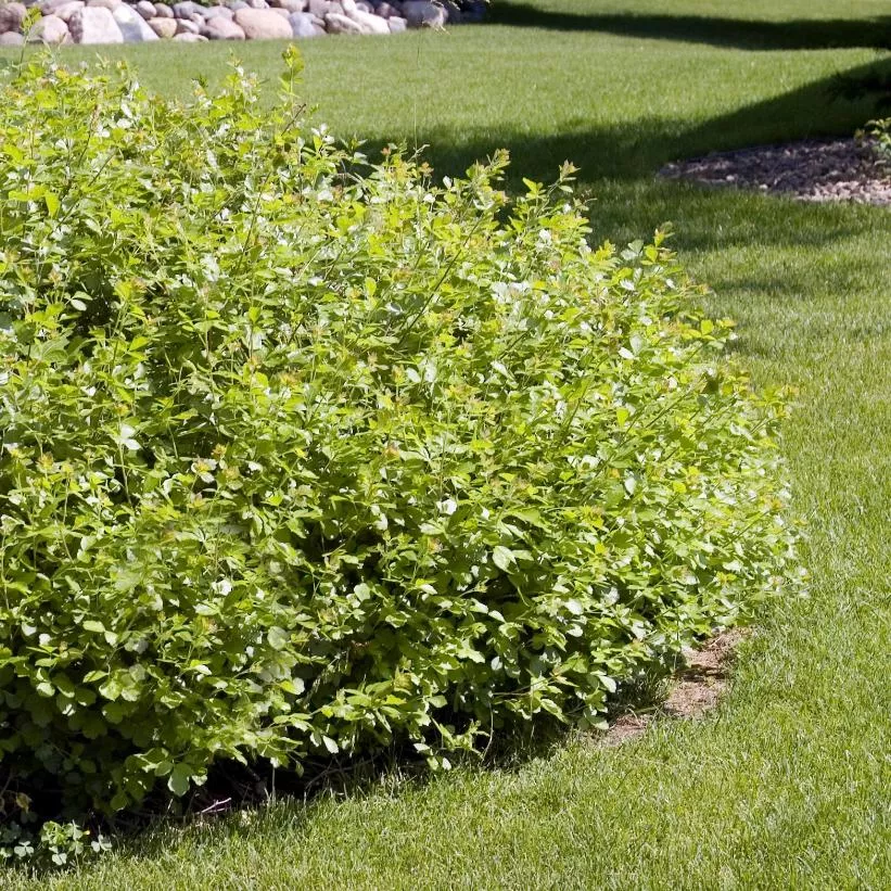 rhus-aromatica-gro-low-fragrant-sumac Rhus aromatica Gro Low Fragrant Sumac