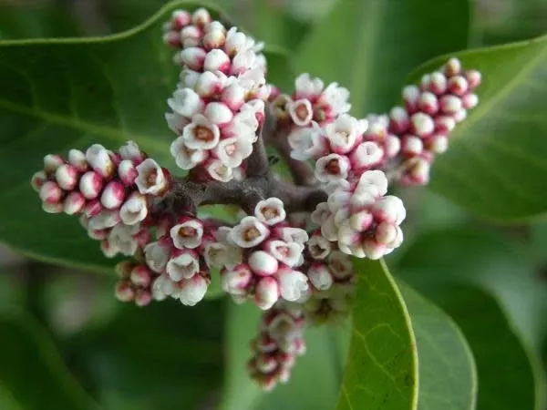 rhus-ovata-sugar-bush-seed Rhus ovata - Sugar Bush (Seed)