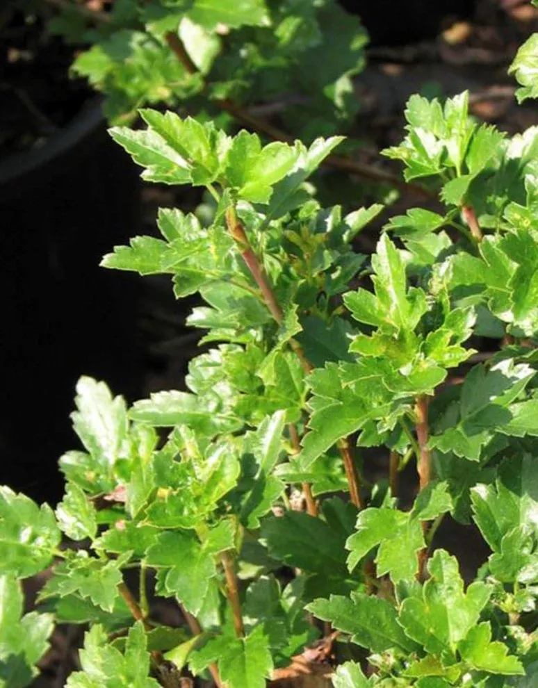 ribes-alpine-current Ribes 'Alpine Current'