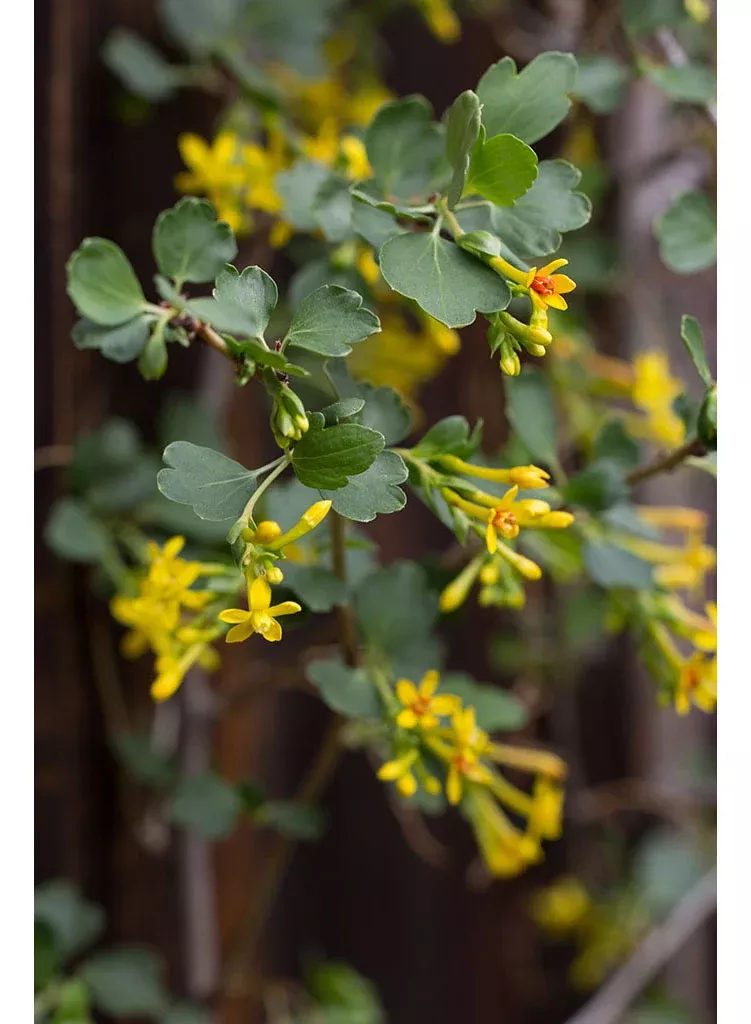 ribes-aureum-var-gracillimum-golden-currant-seed Ribes aureum var. gracillimum - Golden Currant (Seed)