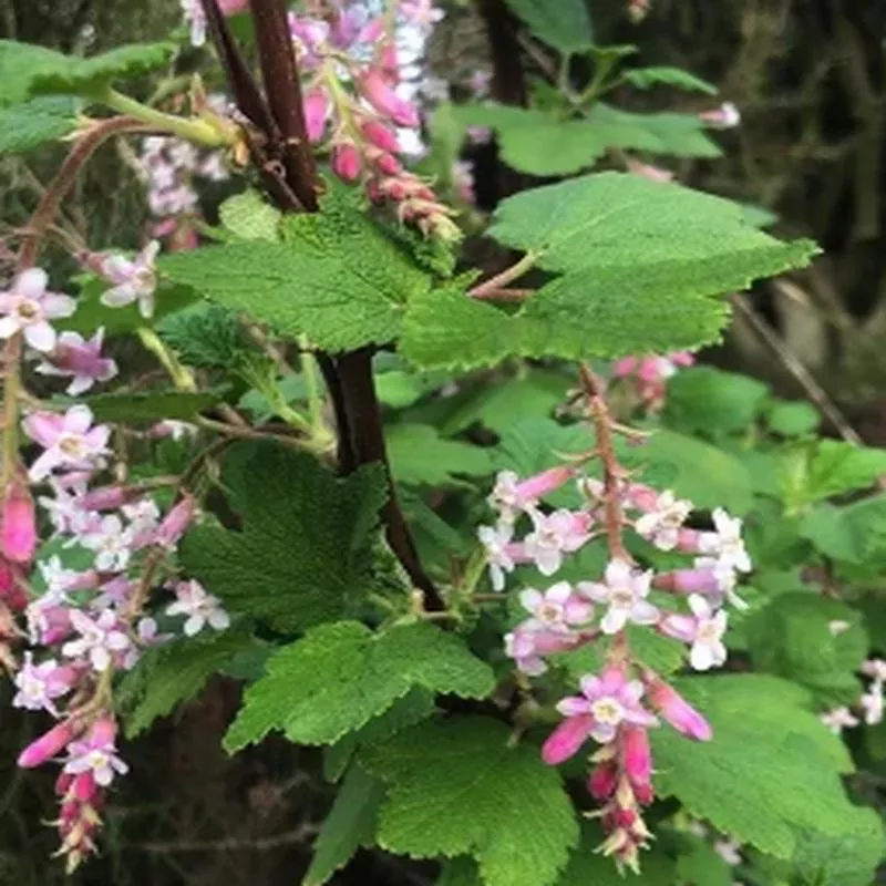 ribes-malvaceum-dancing-tassels Ribes malvaceum 'Dancing Tassels'