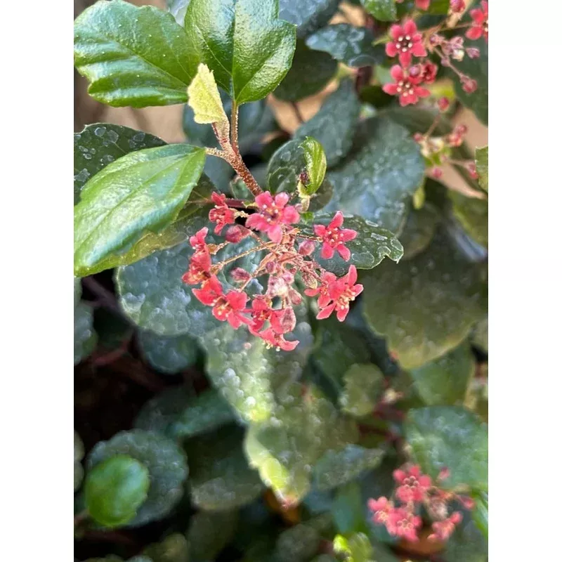 Ribes viburnifolium, Evergreen Currant