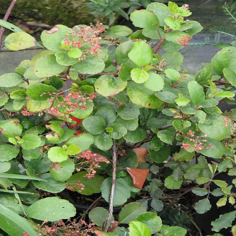 Ribes viburnifolium