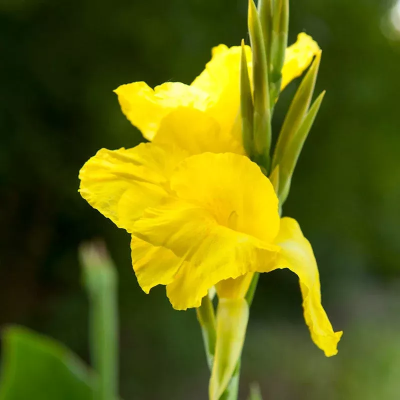 Richard Wallace Canna Lily