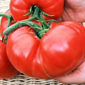 Richardson Tomato