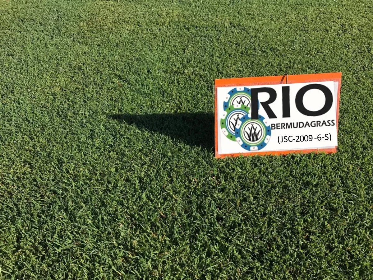 rio-cold-tolerant-improved-bermudagrass RIO Cold Tolerant Improved Bermudagrass