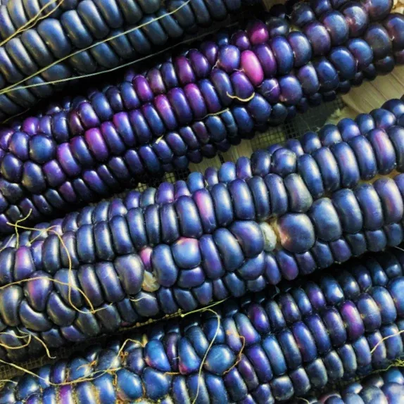 rio-grande-blue-ornamental-corn Rio Grande Blue Ornamental Corn