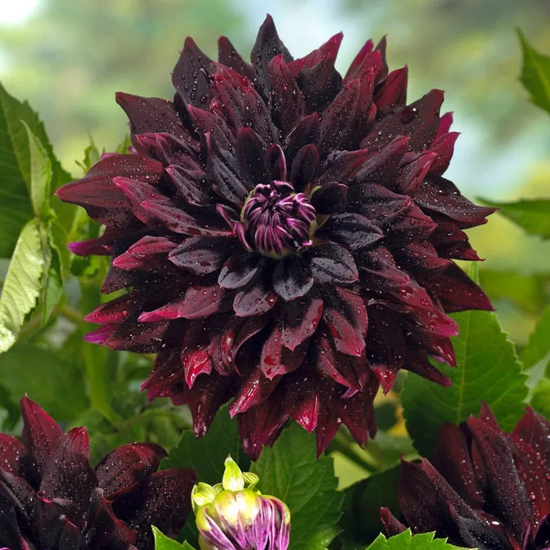Rip City Decorative Dahlia