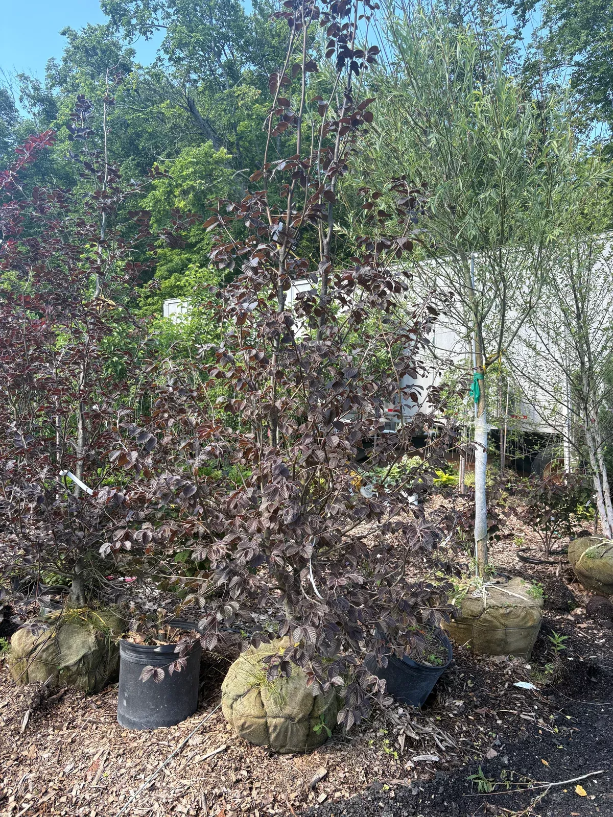 river-s-purple-european-beech River's Purple European Beech