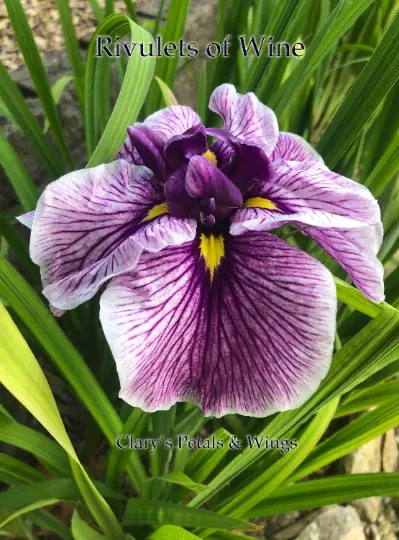 rivulets-wine-ensata-japanese-iris RIVULETS OF WINE - Ensata - Japanese Iris