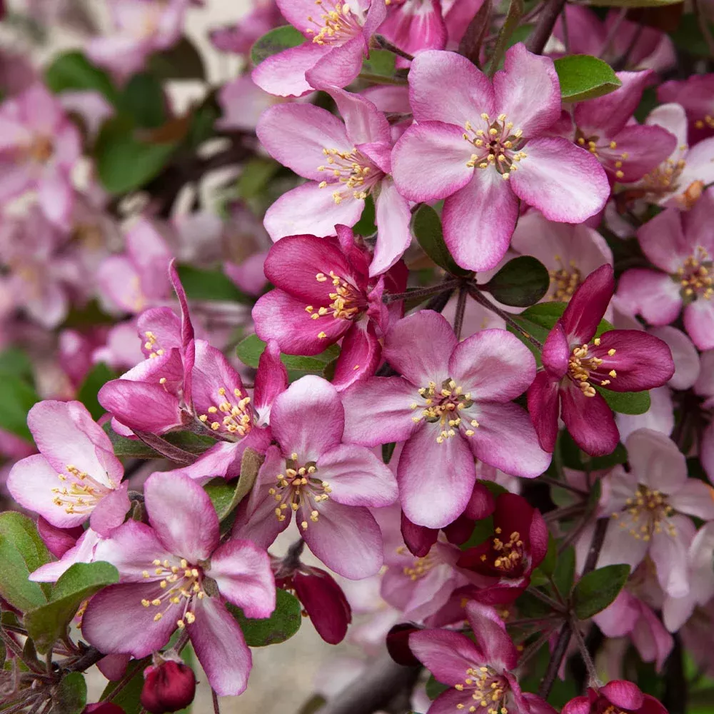 robinson-crabapple-tree Robinson Crabapple Tree