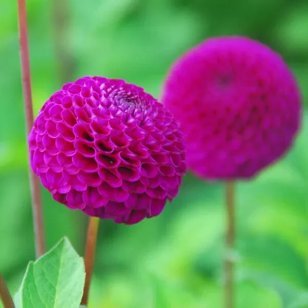 rocco-ball-dahlia Rocco Ball Dahlia