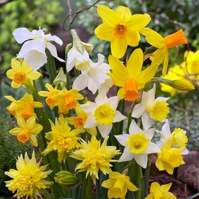 rock-garden-daffodil-mix Rock Garden Daffodil Mix