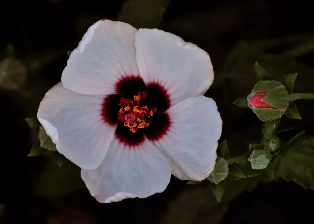 rock-rose-brazilian Rock Rose 'Brazilian'