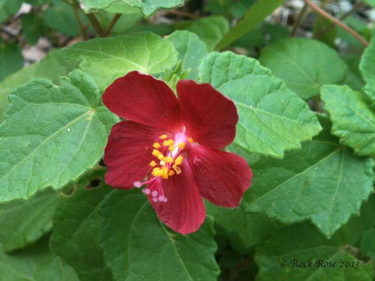rock-rose-ellen-s-legacy Rock Rose 'Ellen's Legacy'