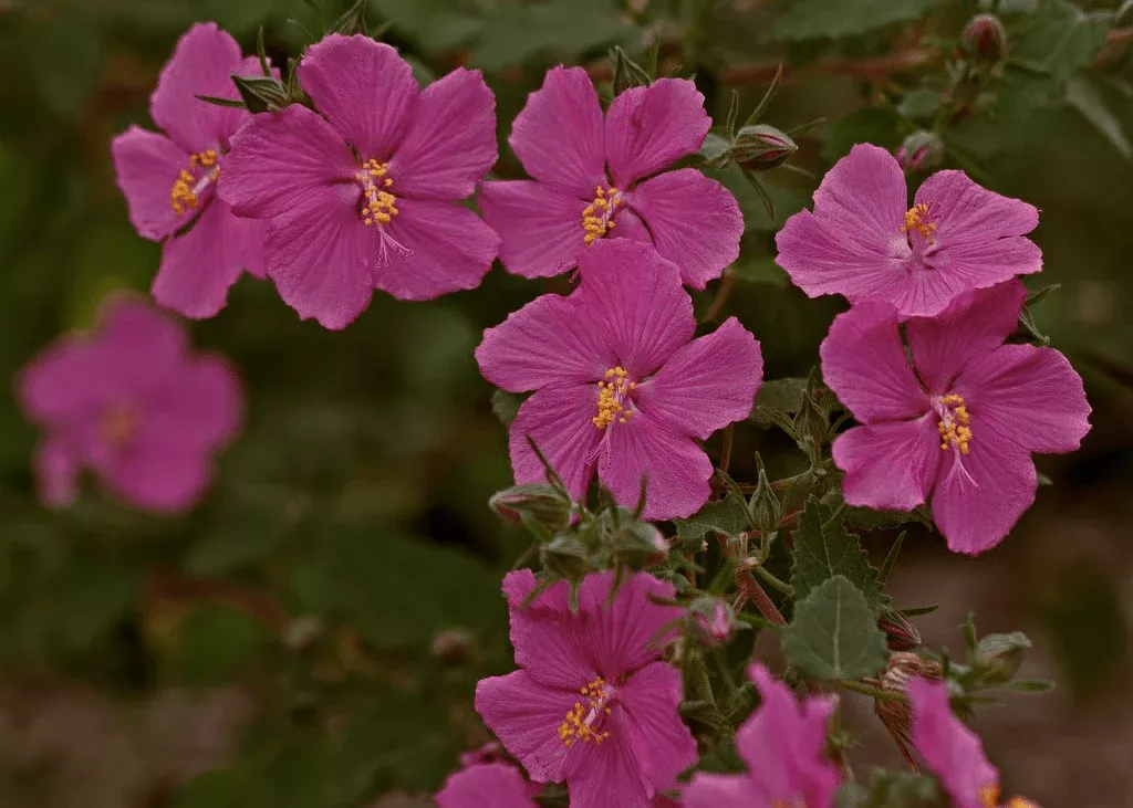 rock-rose Rock Rose