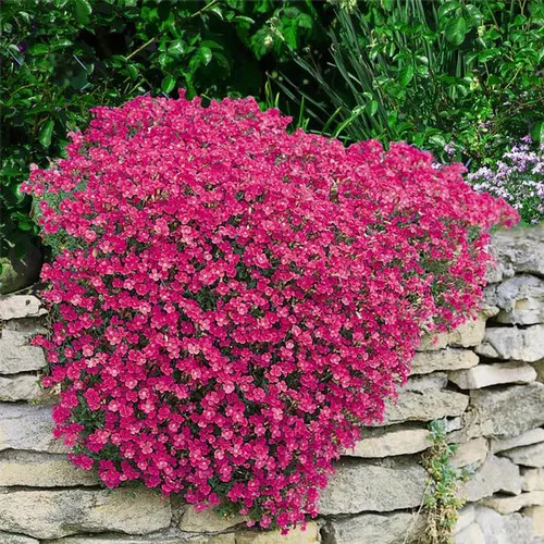 rockcress-cascade-red Rockcress (Cascade Red)