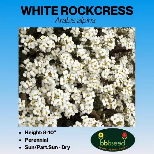 rockcress-white-arabis-alpina Rockcress, White – Arabis alpina