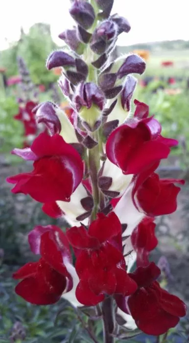 rocket-snapdragon-mix Rocket Snapdragon Mix