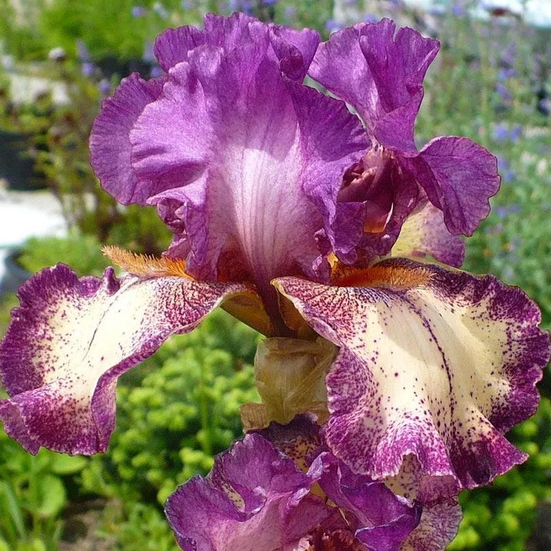 rockstar-reblooming-bearded-iris Rockstar Reblooming Bearded Iris
