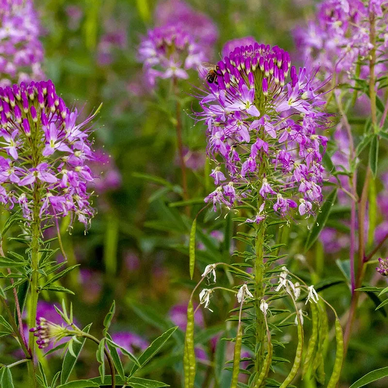 rocky-mountain-bee-plant-seeds Rocky Mountain Bee Plant Seeds
