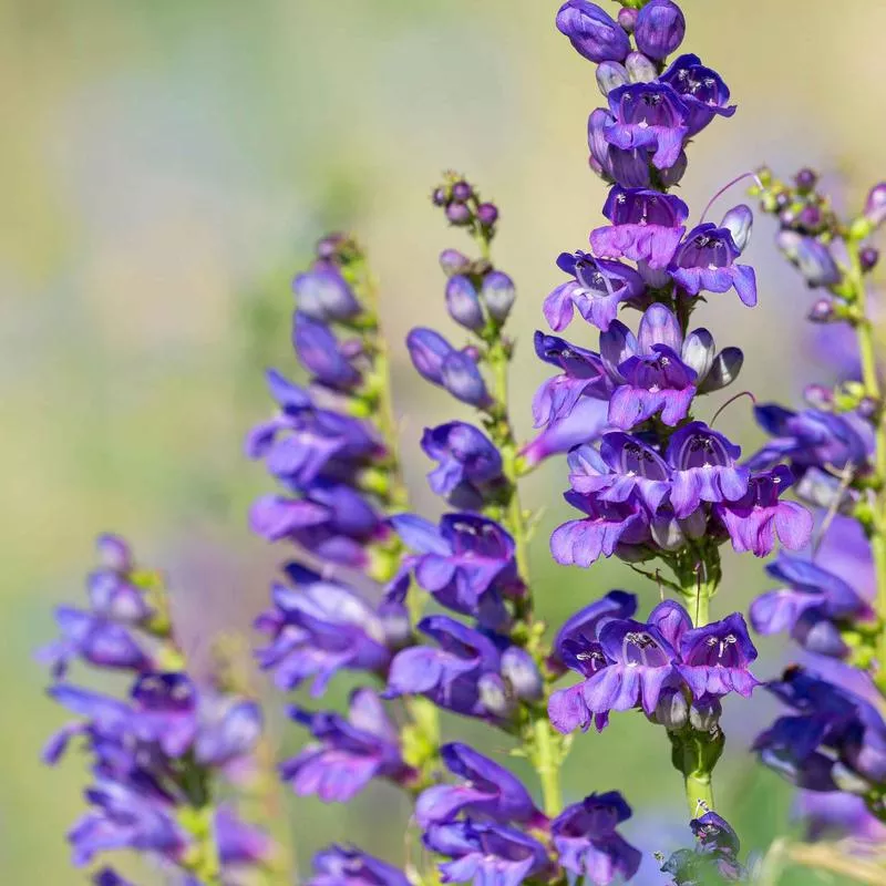 rocky-mountain-penstemon-seeds Rocky Mountain Penstemon Seeds