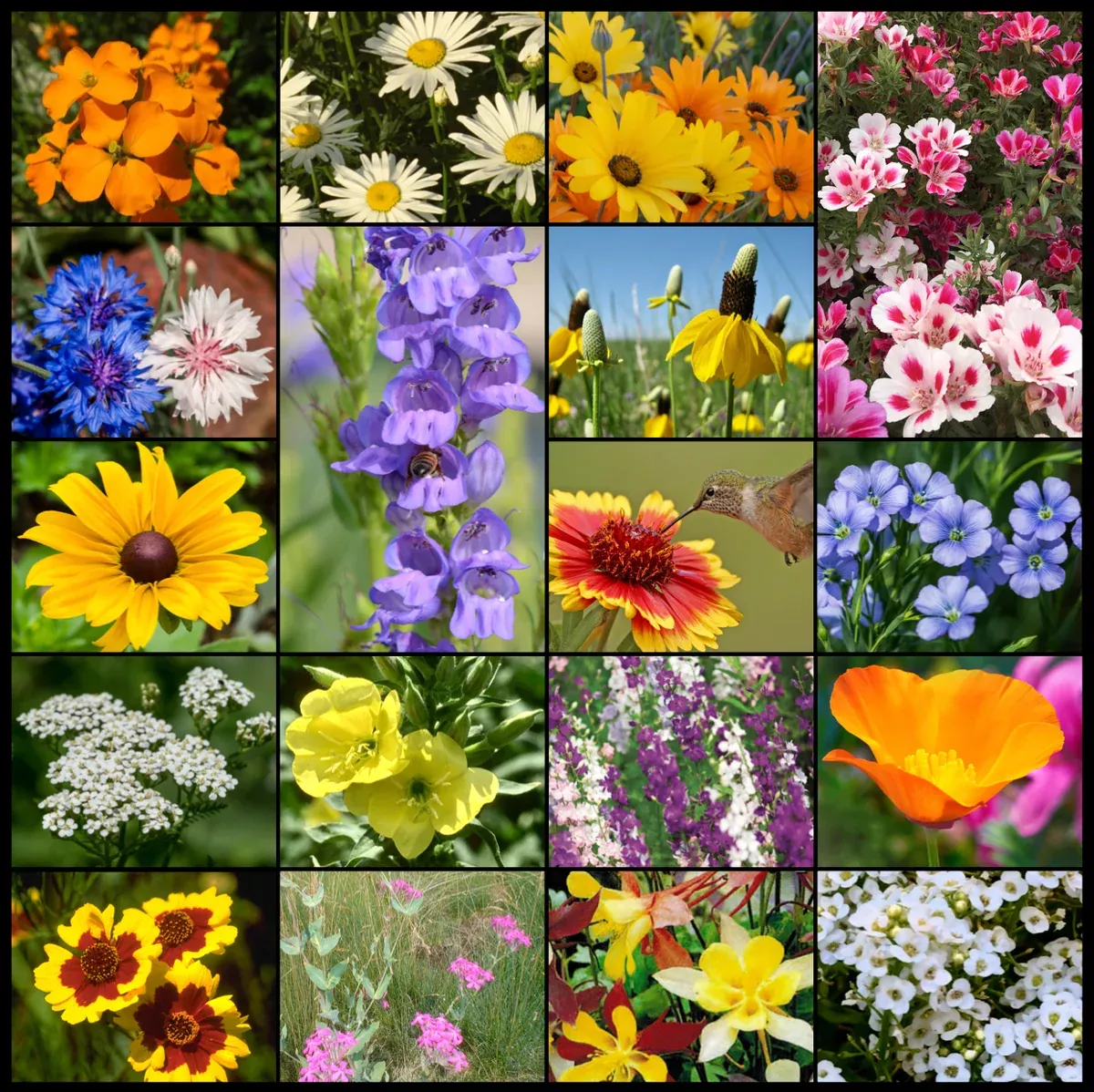 Rocky Mountain Wildflower Mixture