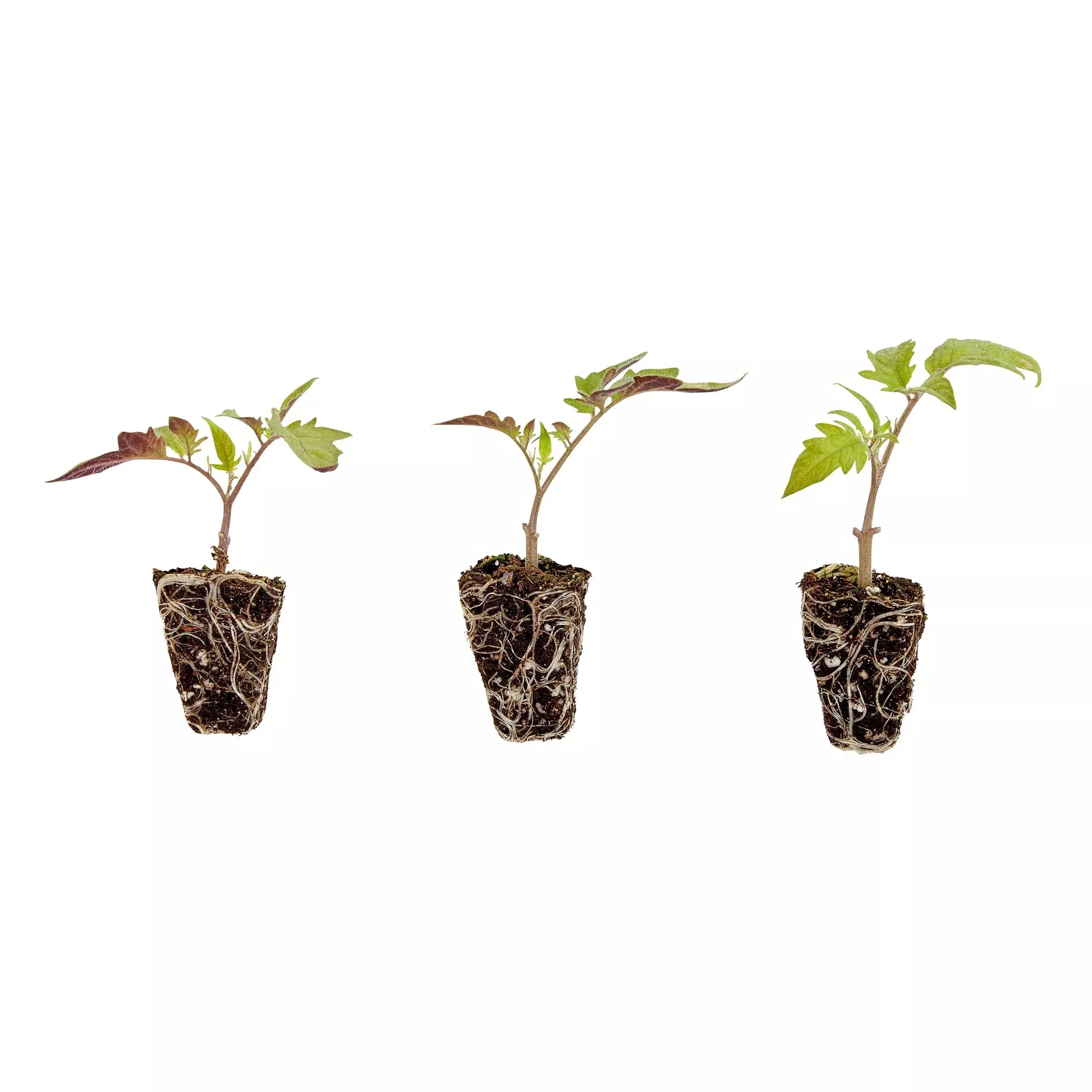 Roma Tomato Plugs (3 Pack)
