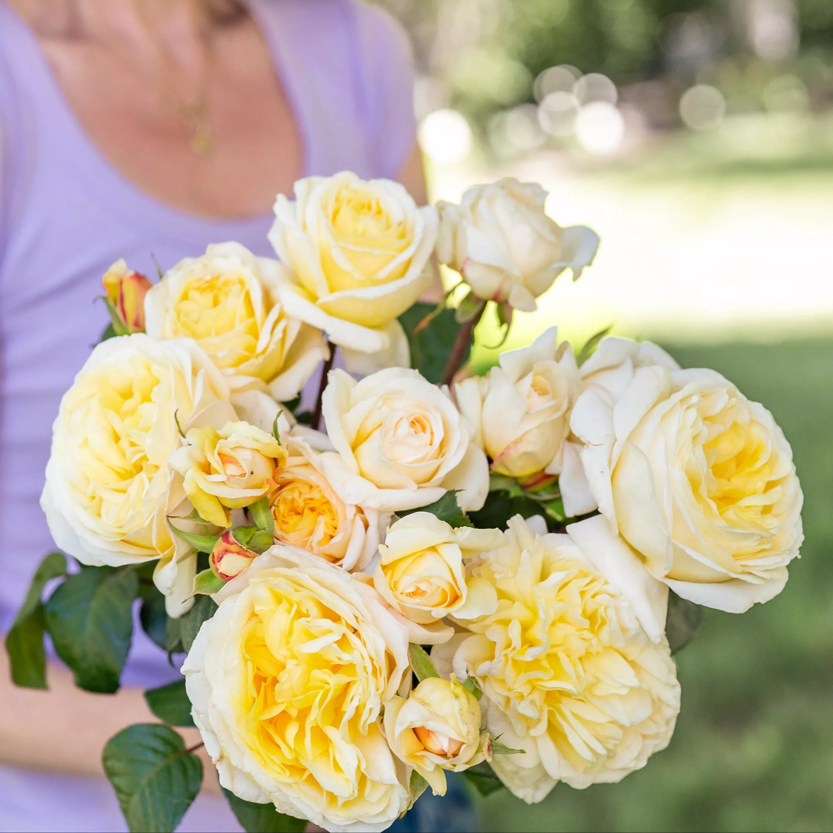 Romantica Moonlight™ Potted Rose Bush