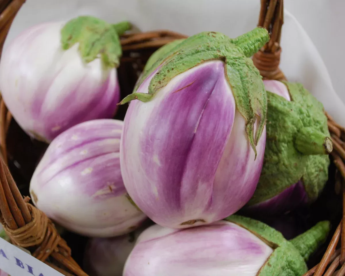 rosa-bianca-eggplant-seeds Rosa Bianca Eggplant Seeds
