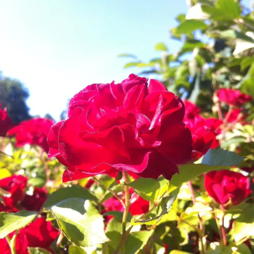 rosa-easy-elegance-mystic-fairy Rosa Easy Elegance Mystic Fairy