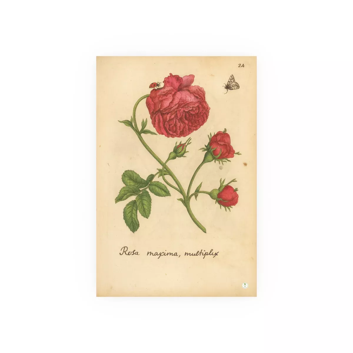 Rosa Maxima Multiplex. Colorized Historic Rose Engraving