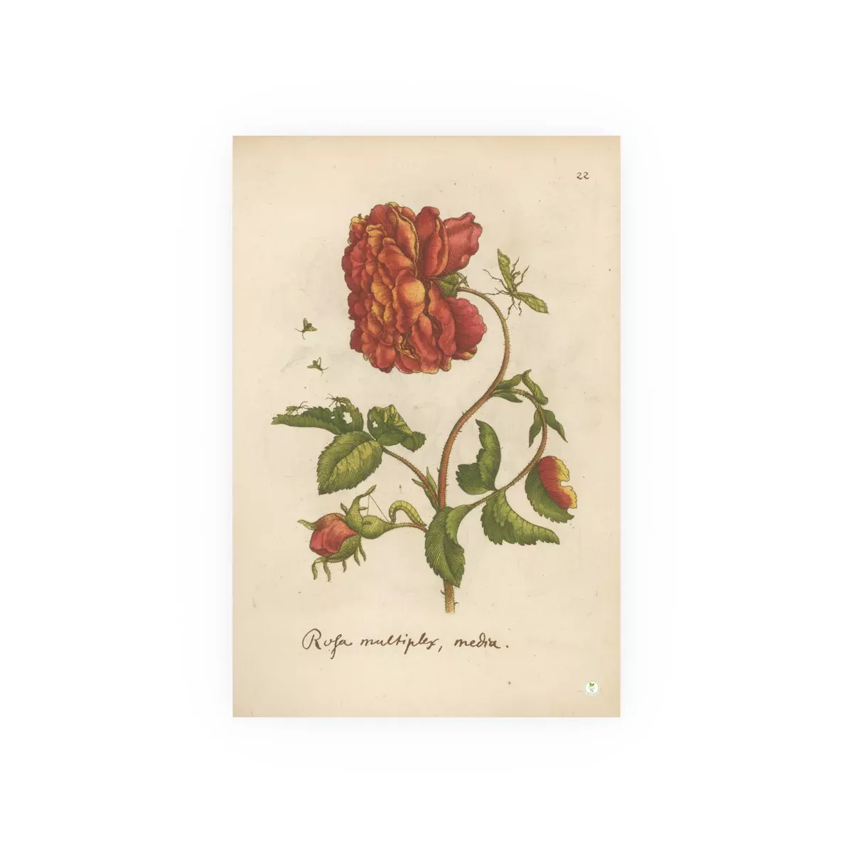Rosa Multiplex, Antique Double Rose Engraving, Colorized Reproduction