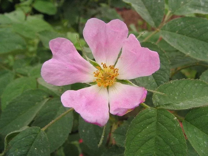 rosa-pomefera Rosa Pomefera