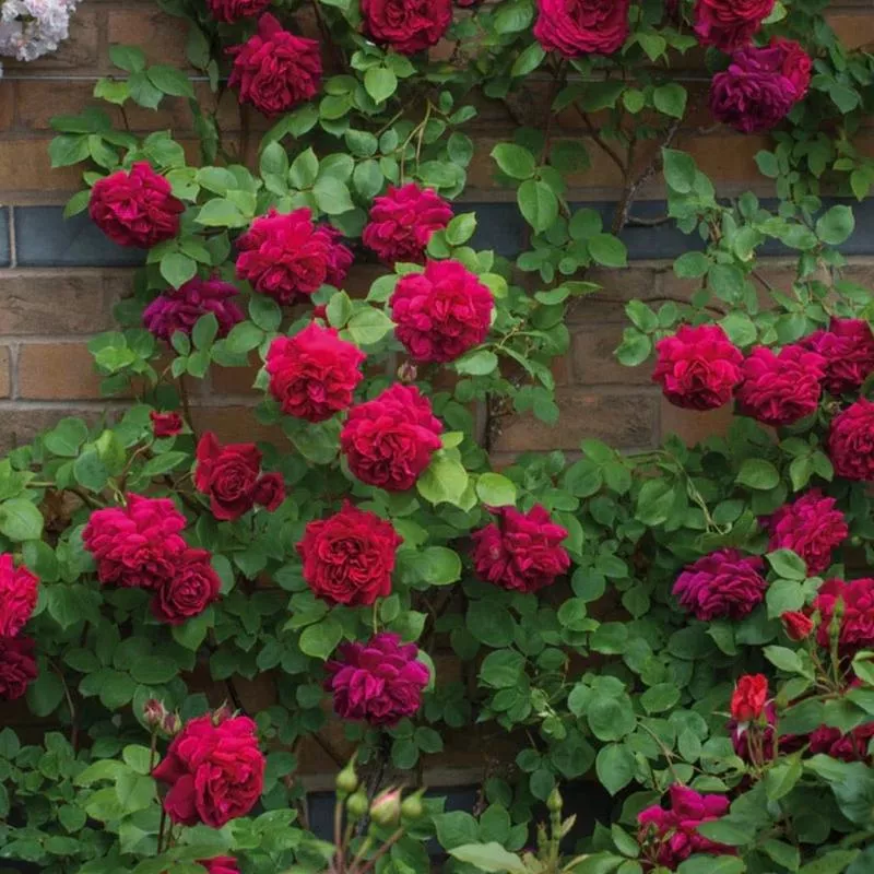 Rosa (Rose) Tess of the D'urbervilles