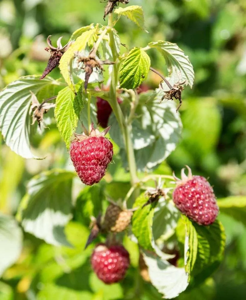 rosanna-red-raspberry Rosanna Red Raspberry