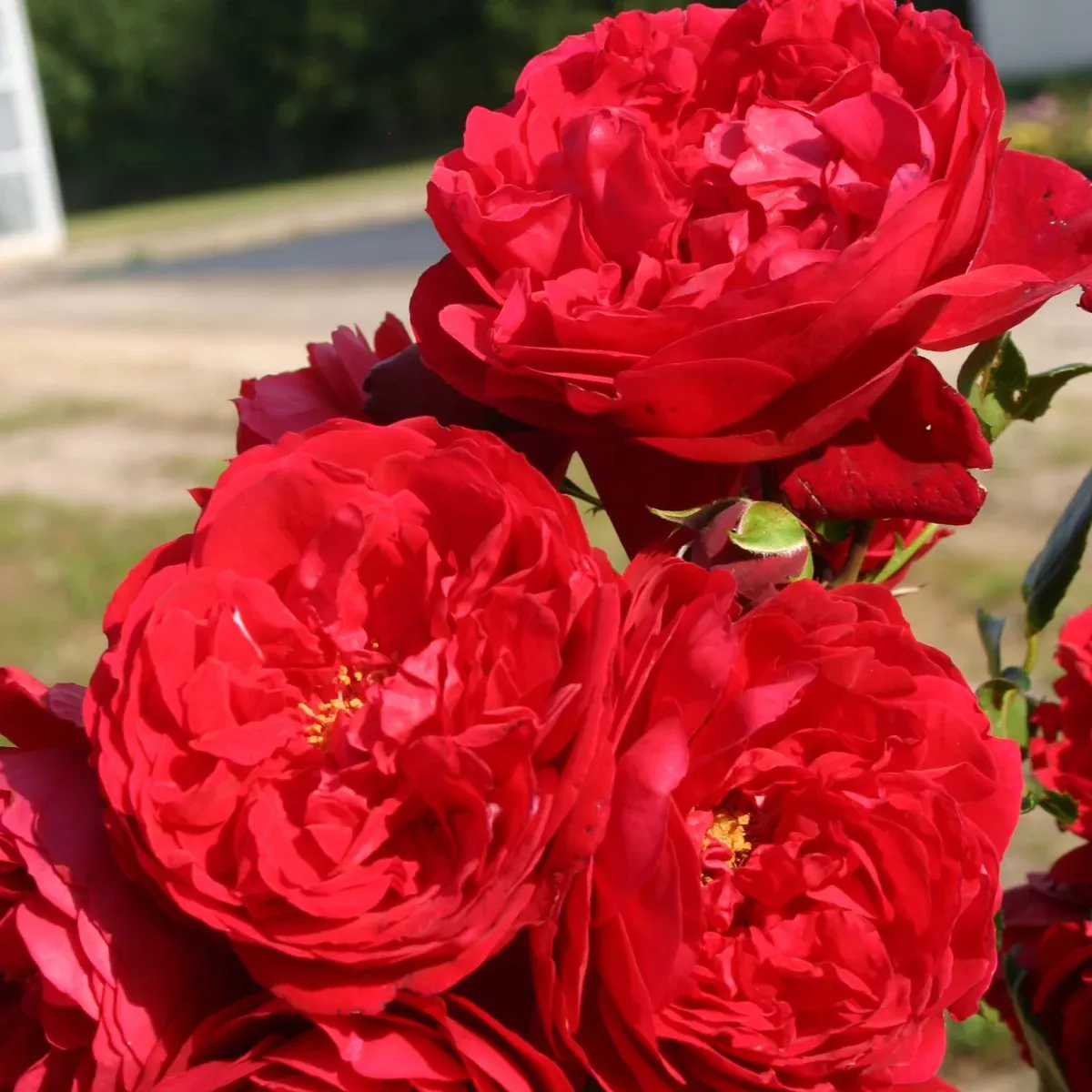 Rose Arborose Florentina (Bareroot) - Very Robust, Compact Size