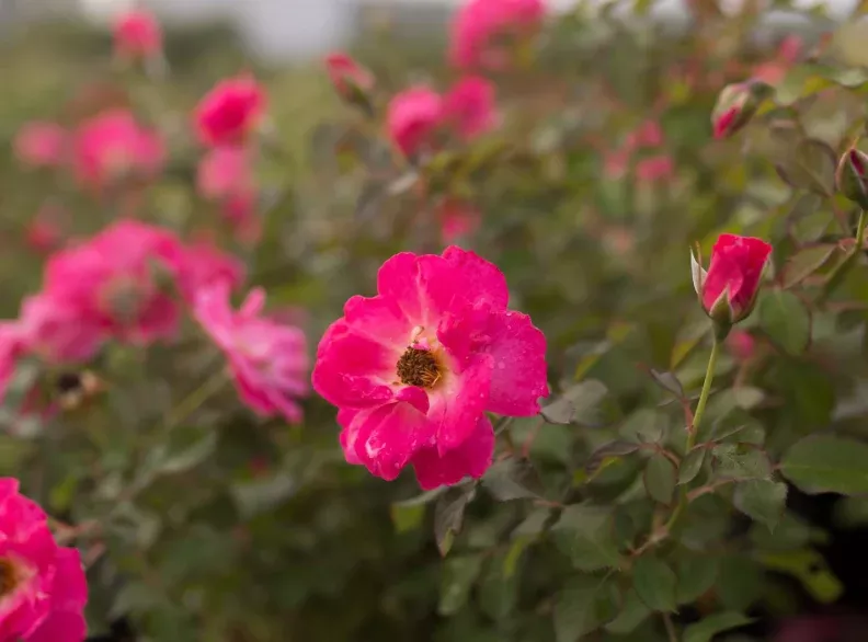 rose-aurora-borealis Rose 'Aurora Borealis'
