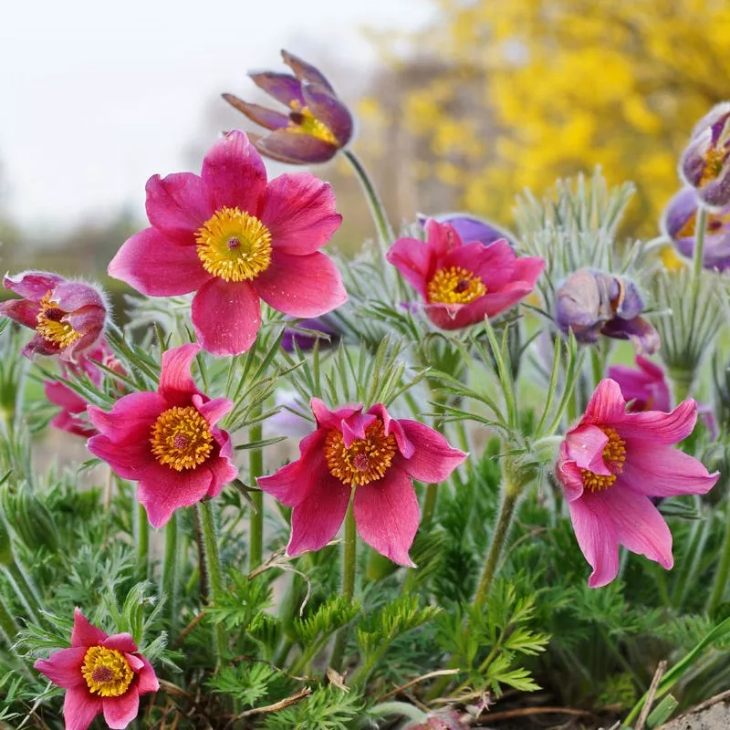 rose-bells-pasque-flower-pulsatilla Rose Bells Pasque Flower (Pulsatilla)