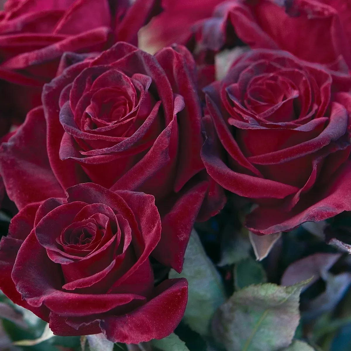 Rose Black Baccara (Bareroot) - Velvety, Fragrant, Long-lasting