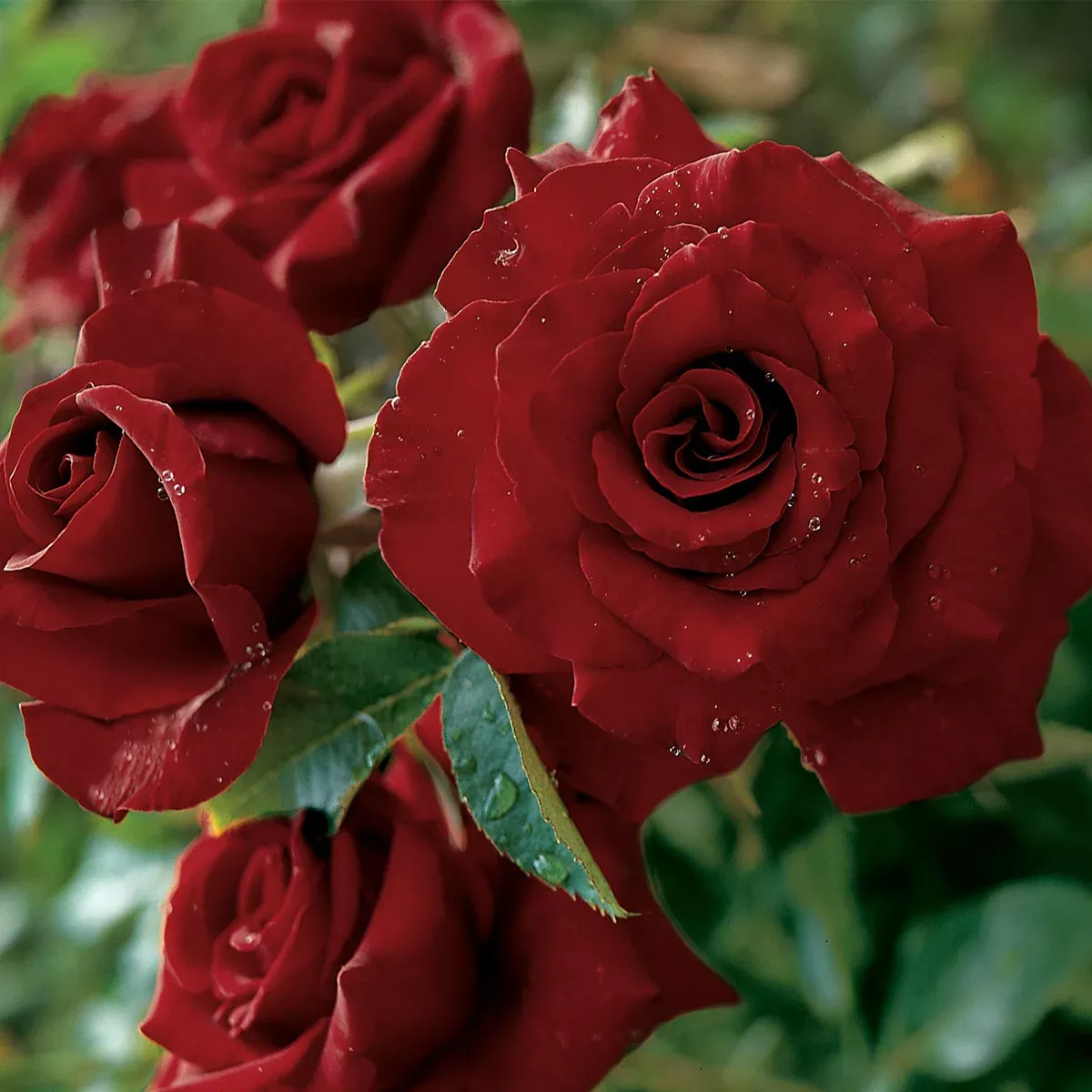 rose-black-magic Rose - Black Magic