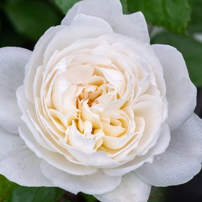 Rose Bolero (Bareroot) - Strong Fragrance