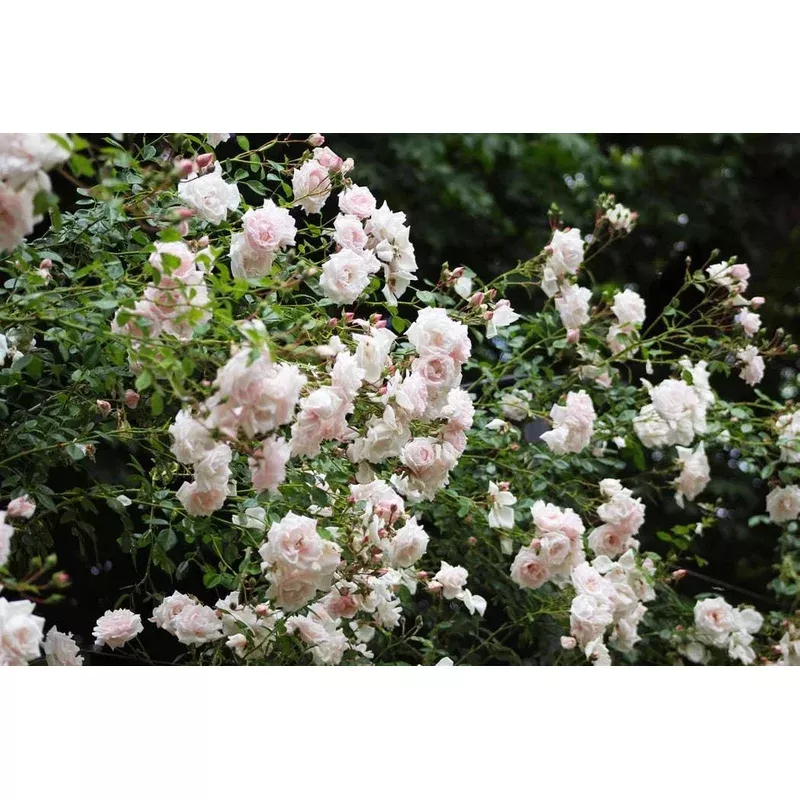 rose-butterfly-bliss Rose 'Butterfly Bliss'