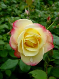 Rose: 'Campfire' - 2Gal (Bl)