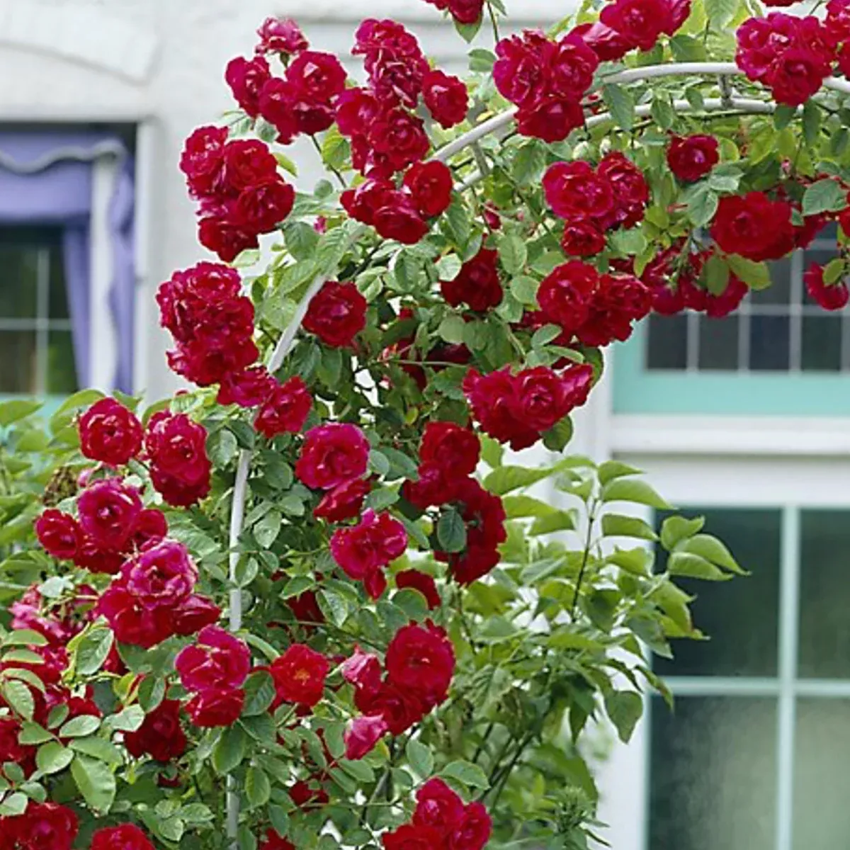 rose-climbing-blaze Rose - Climbing - Blaze