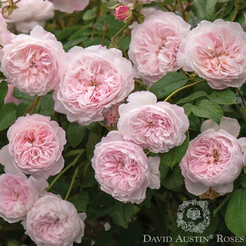 Rose DAVID AUSTIN The Albrighton Rambler - Double, Cupped, Reblooming